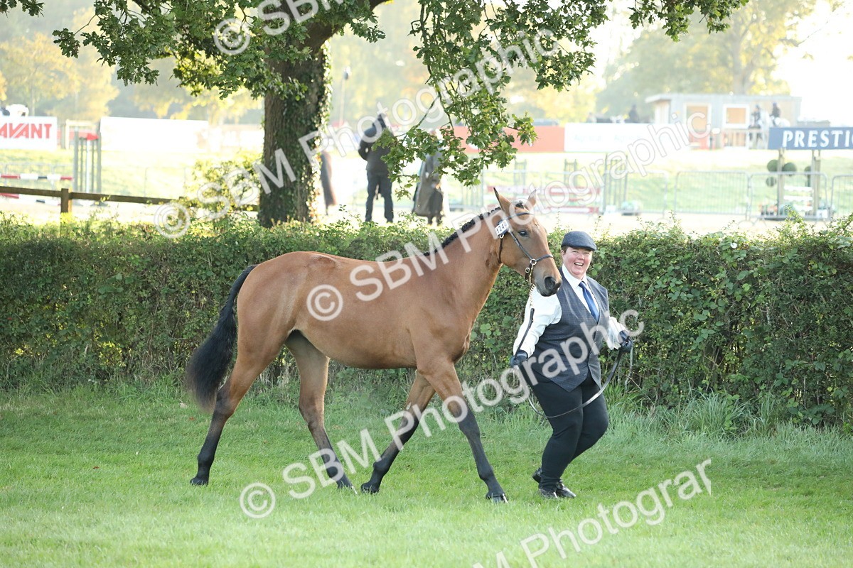 SBM_57778 - S42 - Youngstock