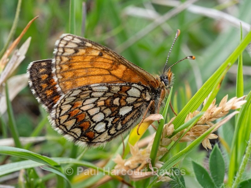 Heath fritillary (Melitaea athalia) - Insects & Spiders &  other animals 2021