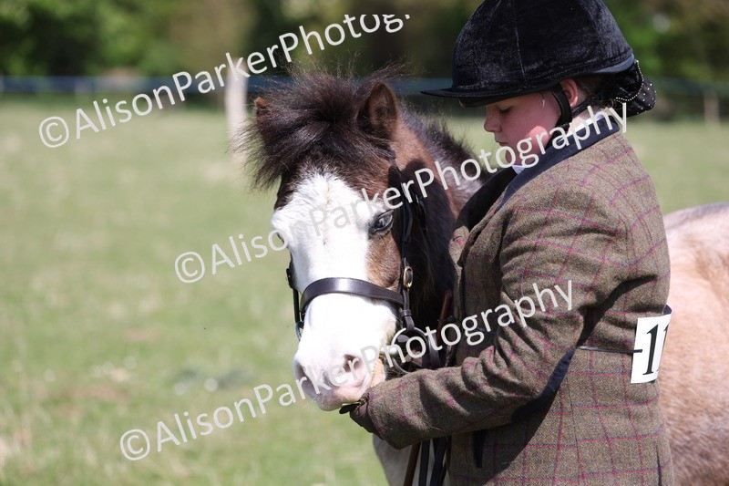 20250427-2989 - Class 27 - Coloured Horse and Pony