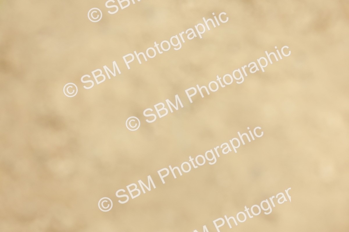 SBM_65251 - Supreme Championship 50cm & 55cm