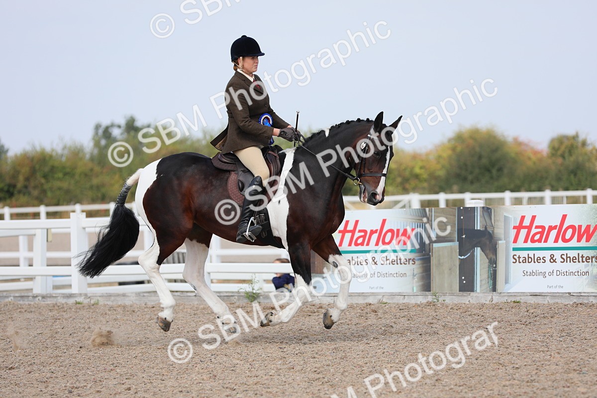 SBM_13553 - Class 308 Ridden Coloured Horse