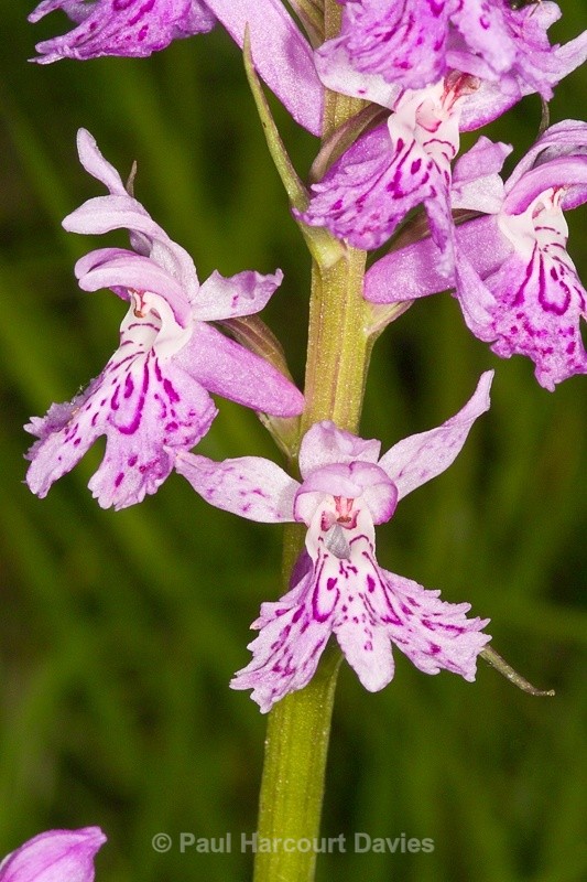  - Orchids - Dactylorhiza