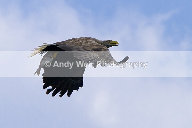 20120529-_MG_9283 - White Tailed Eagle
