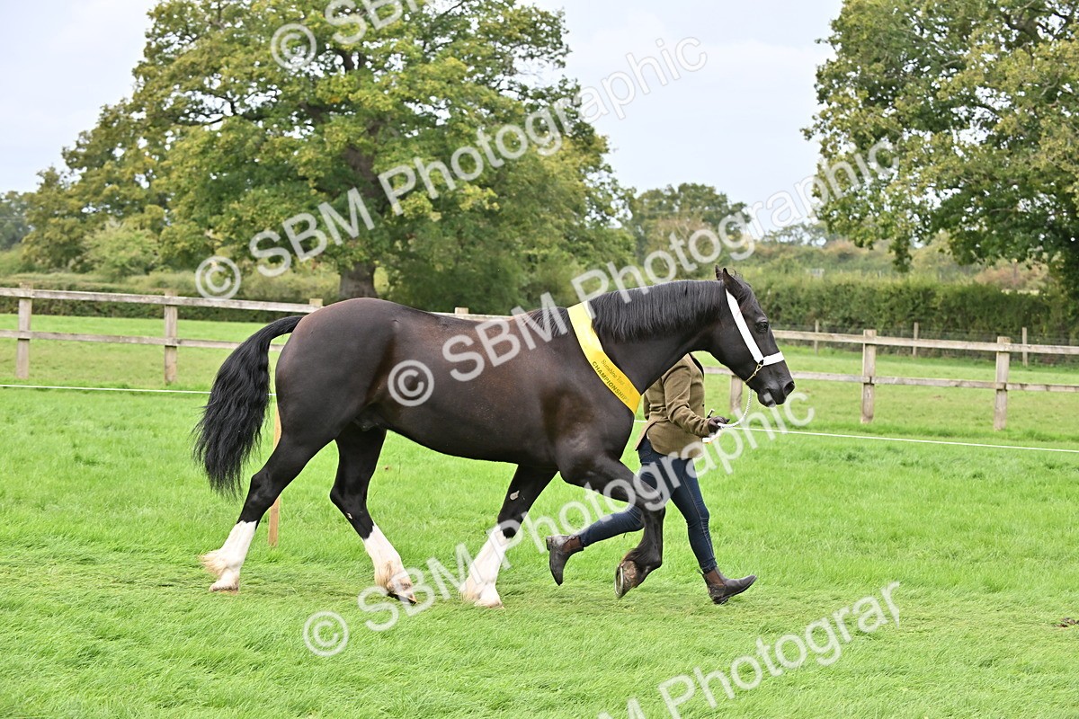 SBM_63343 - S49 - Mountain & Moorland In Hand Large Breeds
