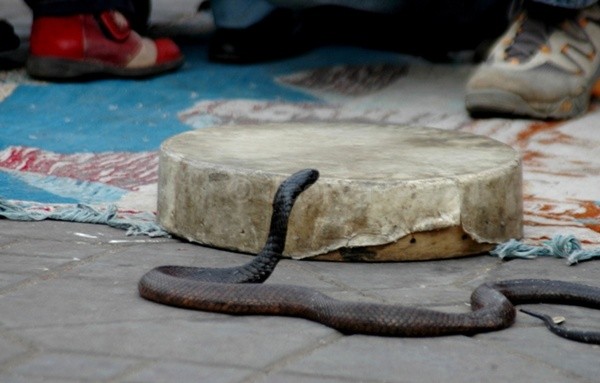 Snake Drum - Marrakesh I