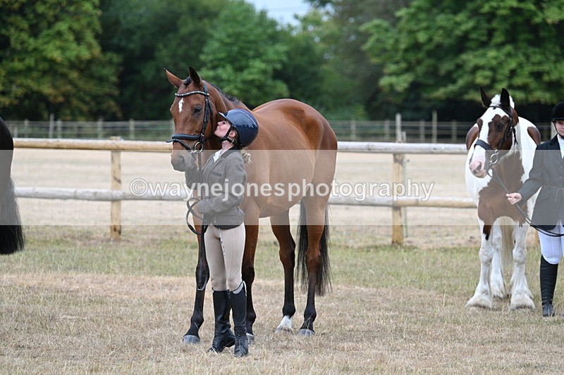 WJ7_9938 - Class 5a Most Handsome Gelding (above 14.2hh)
