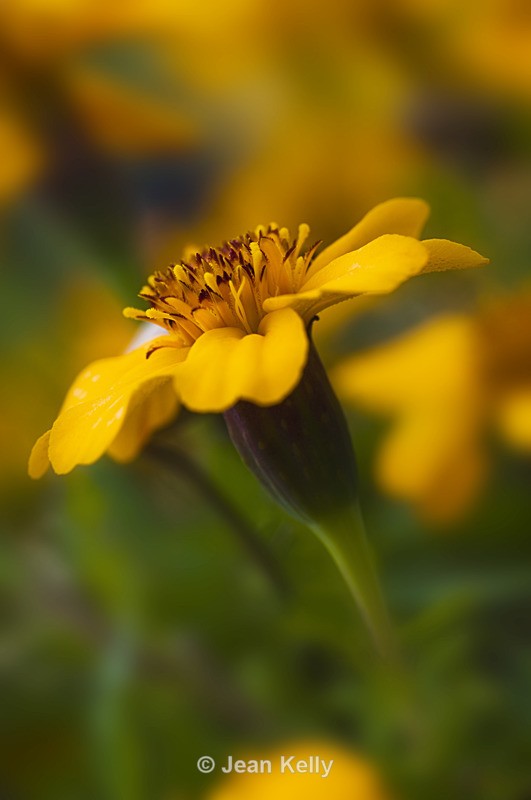 Flower - 7030 - Orange