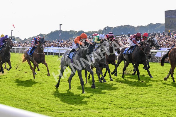 111025-Race 2-Grey Cuban-0267 - Race 2 Coral 'Pipped At The Post' Handicap at York