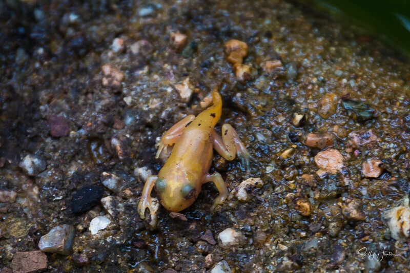 9 Left the Pond - Frogs