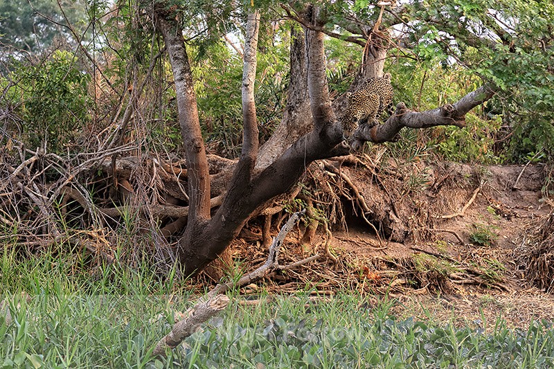 Jaguar hunting sequence (frame 1):  Caiman spotted below from tree - Jaguar