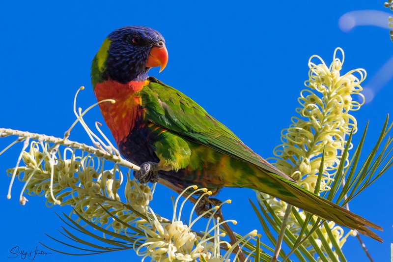 Lorikeet with nectar 3
