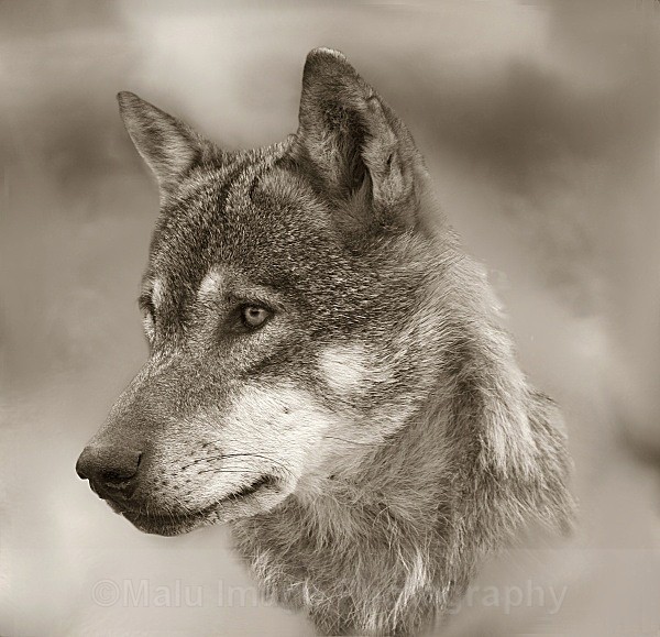 523 Wolf - OTHER WILDLIFE (UK)