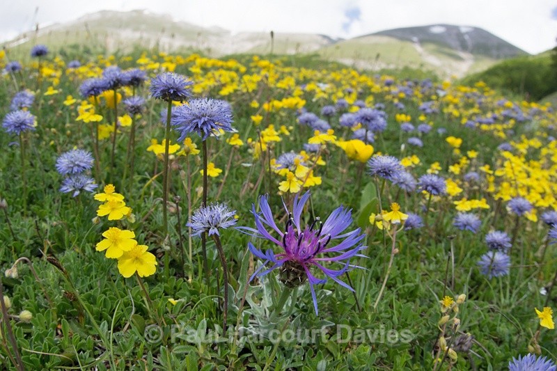  - Plants: wide-angle