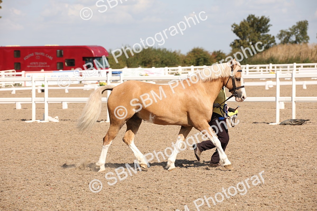 SBM_02829 - Class 16 IH M&M Wildcard