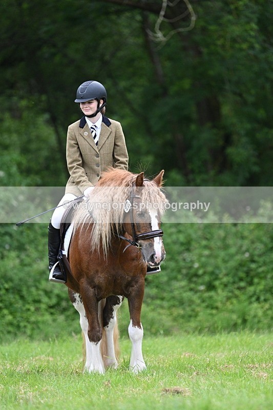 WJ7_4412 - Class 14B Prettiest Mare