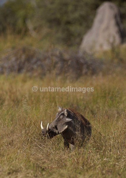 Warthog - Botswana