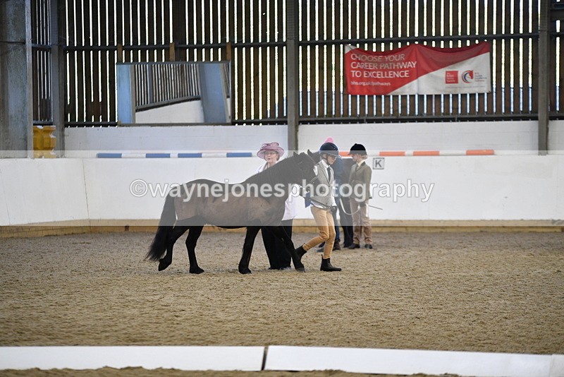 WJ5_4183 - Class 6 In hand M&M - Large Breeds