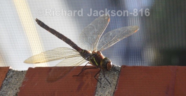 Brown Hawker Dragonfly - Insects