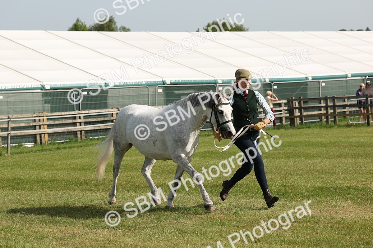 SBM_00749 - Class 6-13 - Mountatin and Moorland In Hand Welsh Breeds