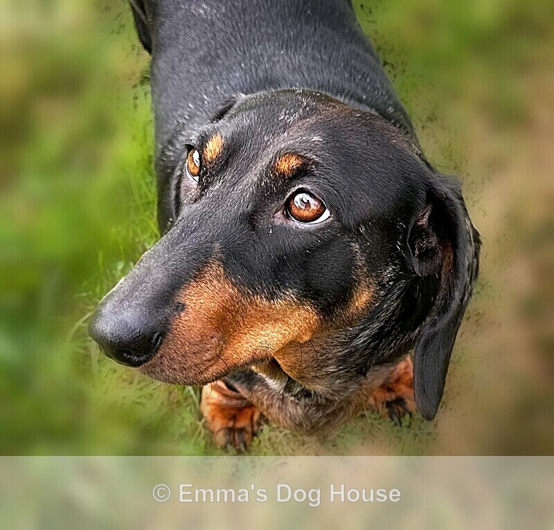  - Pawtraits