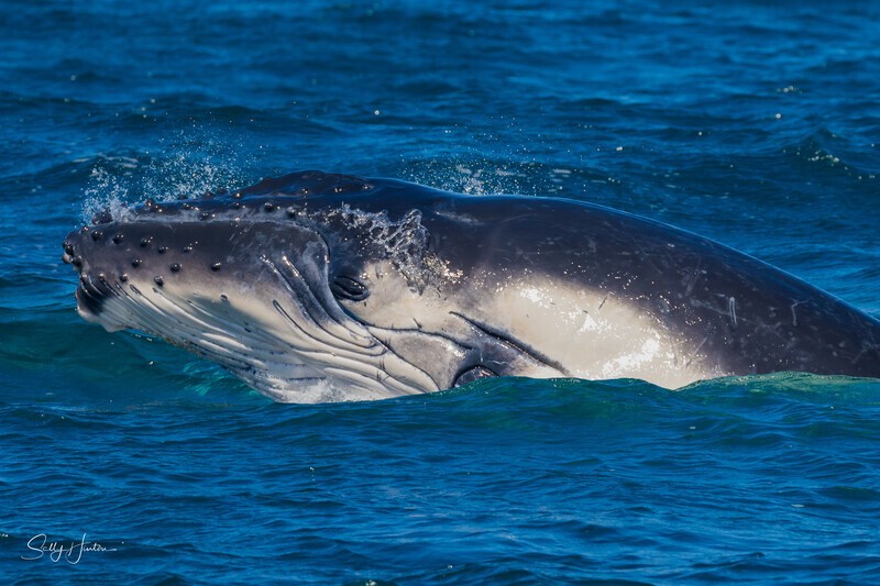 0Humpback Calf head-lunge 7. A3A9452 - 2025 Whales