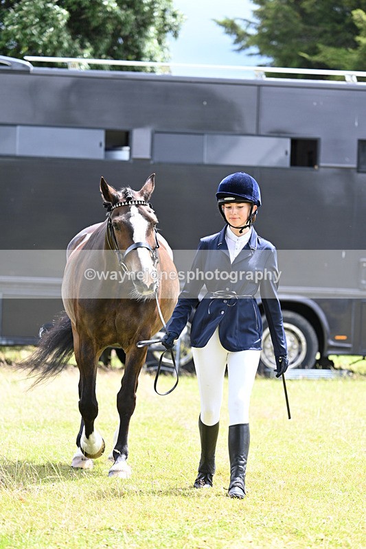 WJ7_6903 - Class 5a Most Handsome Gelding in Hand