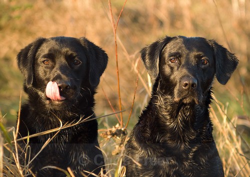 6 - Heney Gundogs