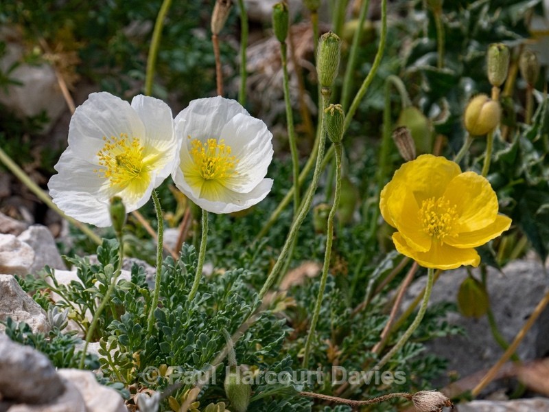 Alpine poppy (Papaver alpina ) - Gargano - Wild Flowers