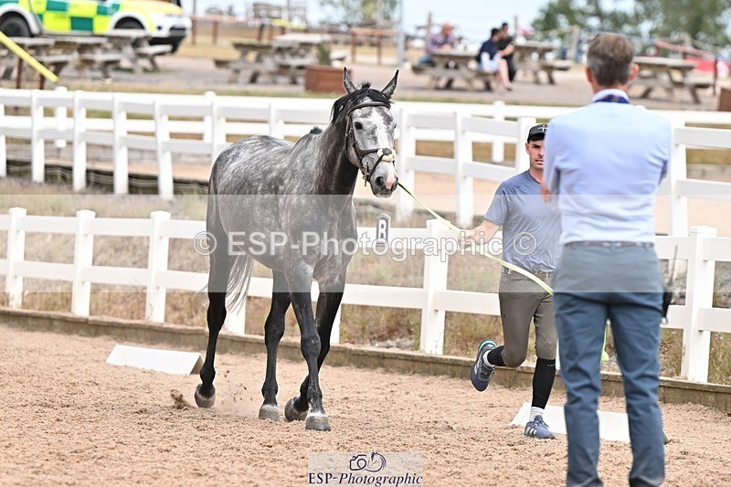 250716-162021-02581 - Trot Up 3.30 to 4.30