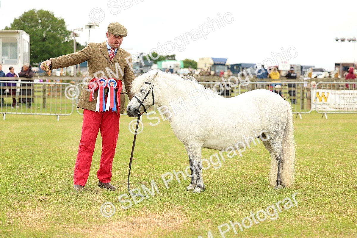 SBM_03579 - Class 58-67 - M&M Non Welsh Pony In hand