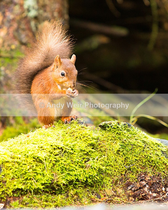 20141010-3K8A6712 - Red Squirrel