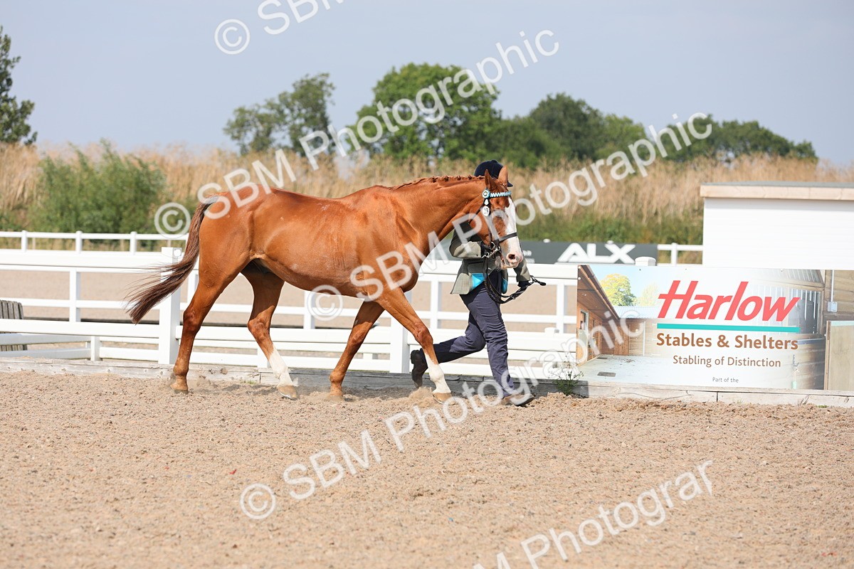 SBM_15692 - Class 312 IH Competition Horse/Pony