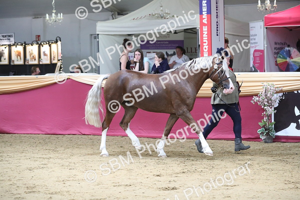 SBM_06499 - Class 9R Regional- IH Pre Vet