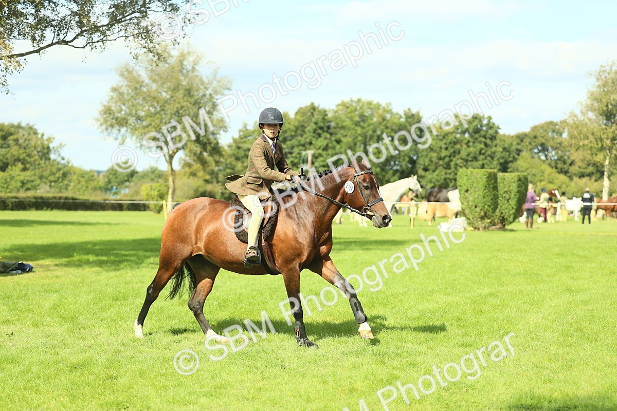 SBM_44599 - S31 - Working Hunter Pony