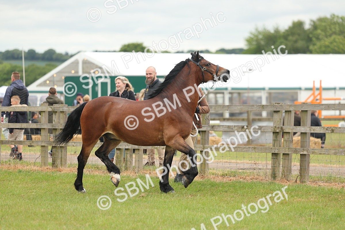 SBM_04855 - Class 50-57 - M&M Welsh Pony In Hand