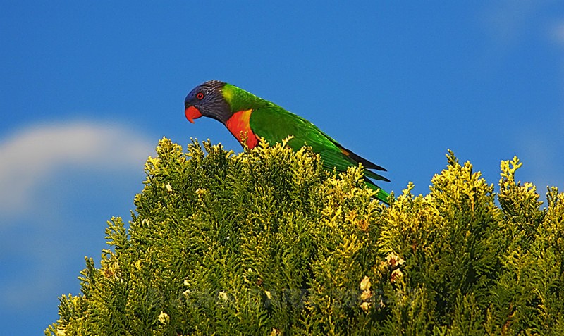 Rainbow Lorikeet-7472 - ANIMAL AND BIRD PHOTOS