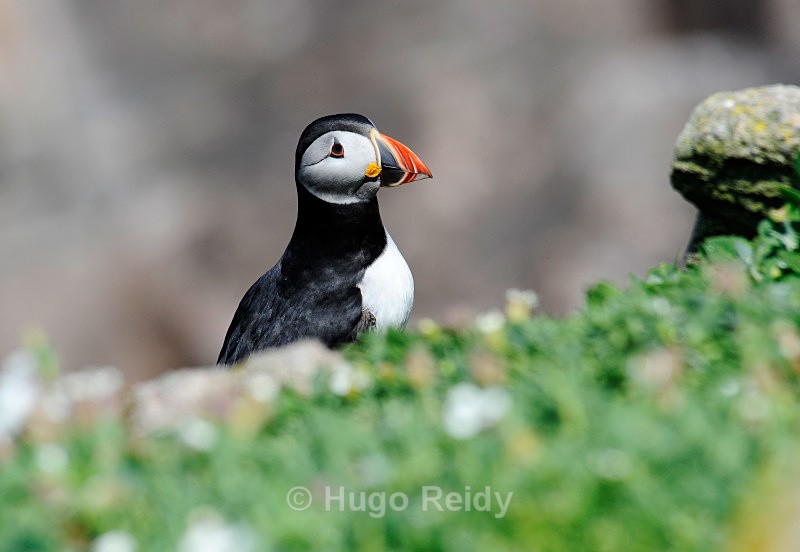  - Saltee Islands Birdlife