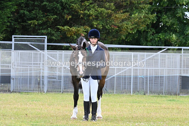 WJ7_7191 - Class 5a Most Handsome Gelding in Hand