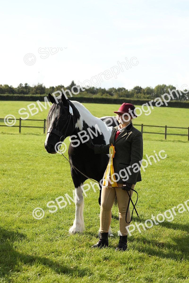 SBM_60999 - S43 - Coloured Pony In Hand