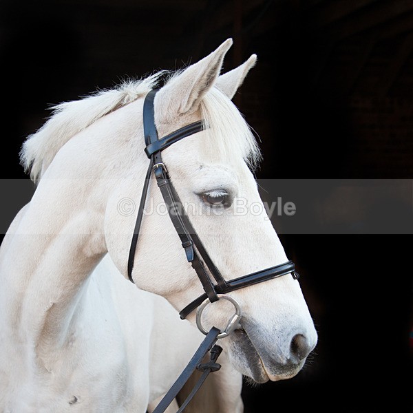 headshot of grey pony - Equine Gallery Portfolio