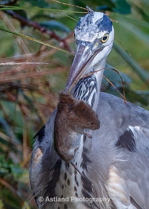 Astland Photography, Bird and Wildlife Images, Susan and Peter Wilson, U.K.