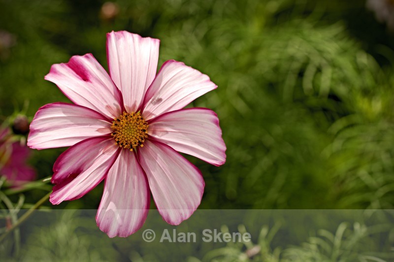 DSC05842 - Flora