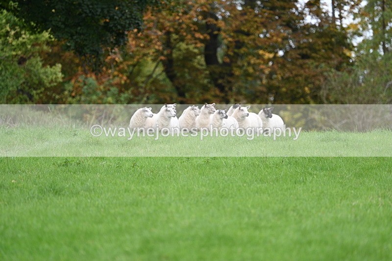 WJ7_4305 - Camera 1 Line 3