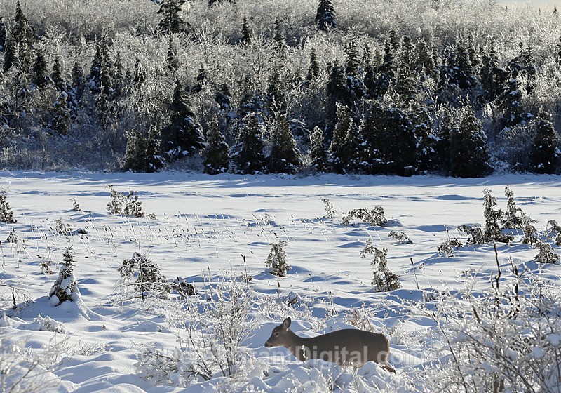 Bambi on Ice - Extreme Weather