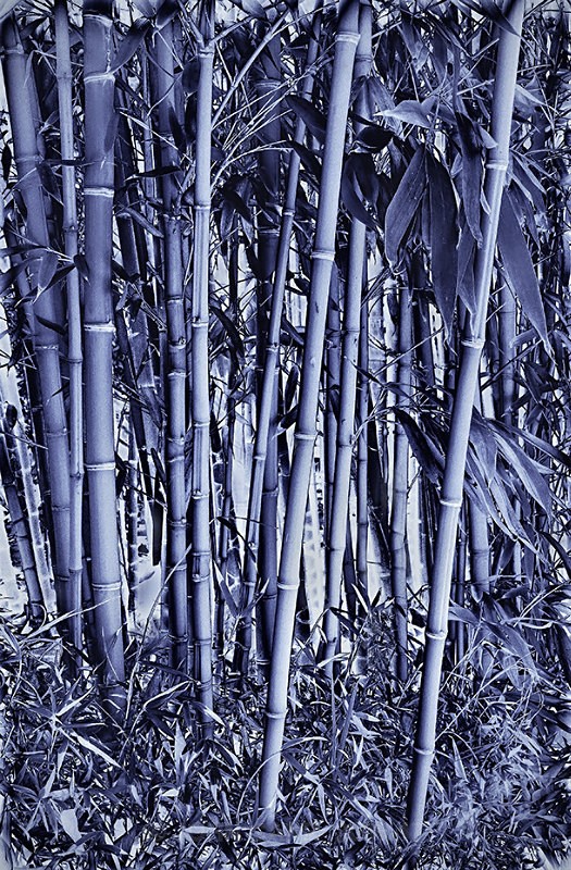 Bamboo-1595_3_4 Blue HDR - TREES, FLOWERS AND PLANT PHOTOS