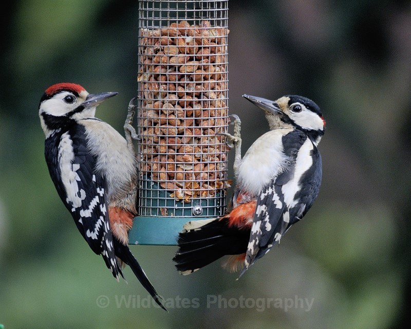 2011-06-13-13-23-34 NIKON D300 500mm f63 1-400 iso500 - Birds