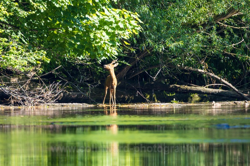 Roe Deer on the River Wear   ref 6829 - macro and nature.