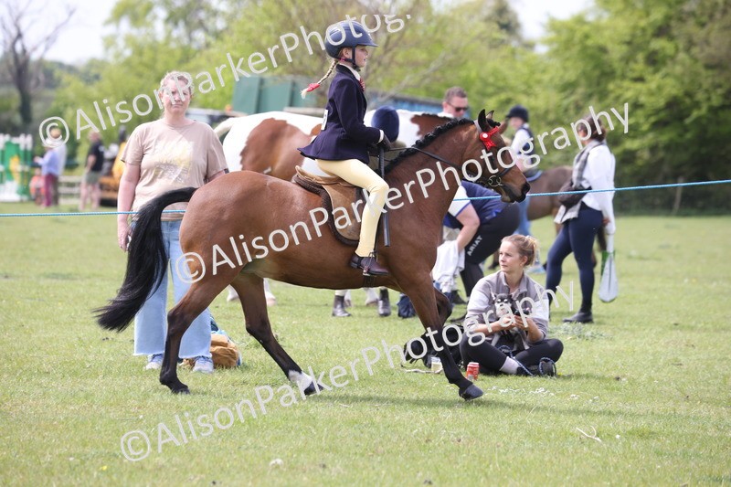 20260426-2955 - Class 33 - Best Pony 14.2hh and Under