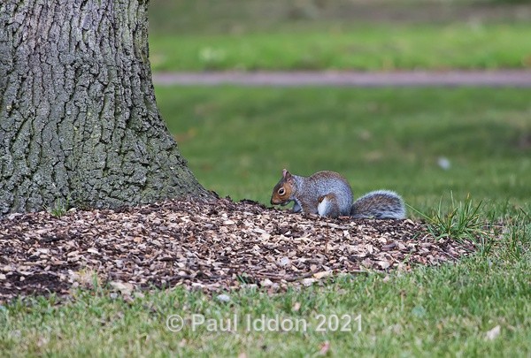 Nuts! - Nature - Birds and Wildlife