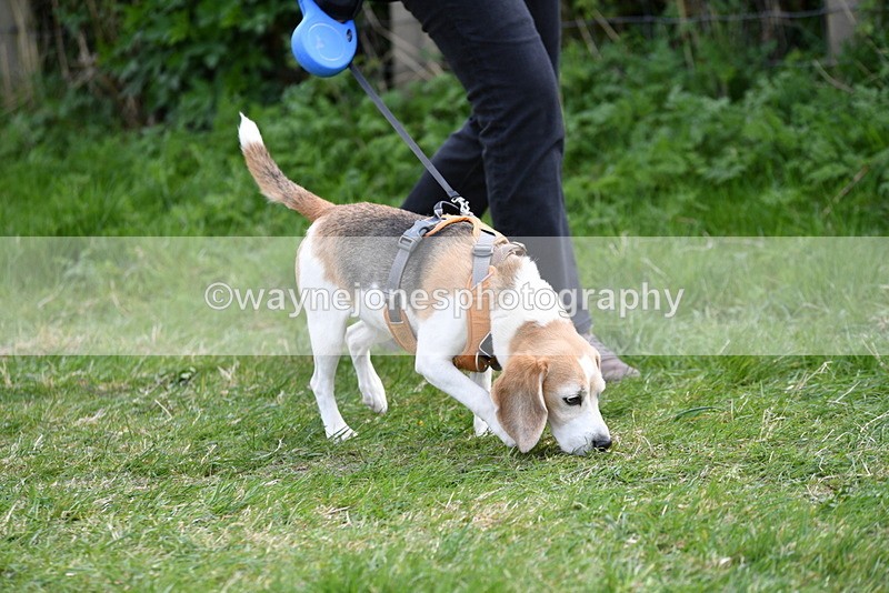 WJ5_9909 - Class 5 Best Veteran / 7 years & over